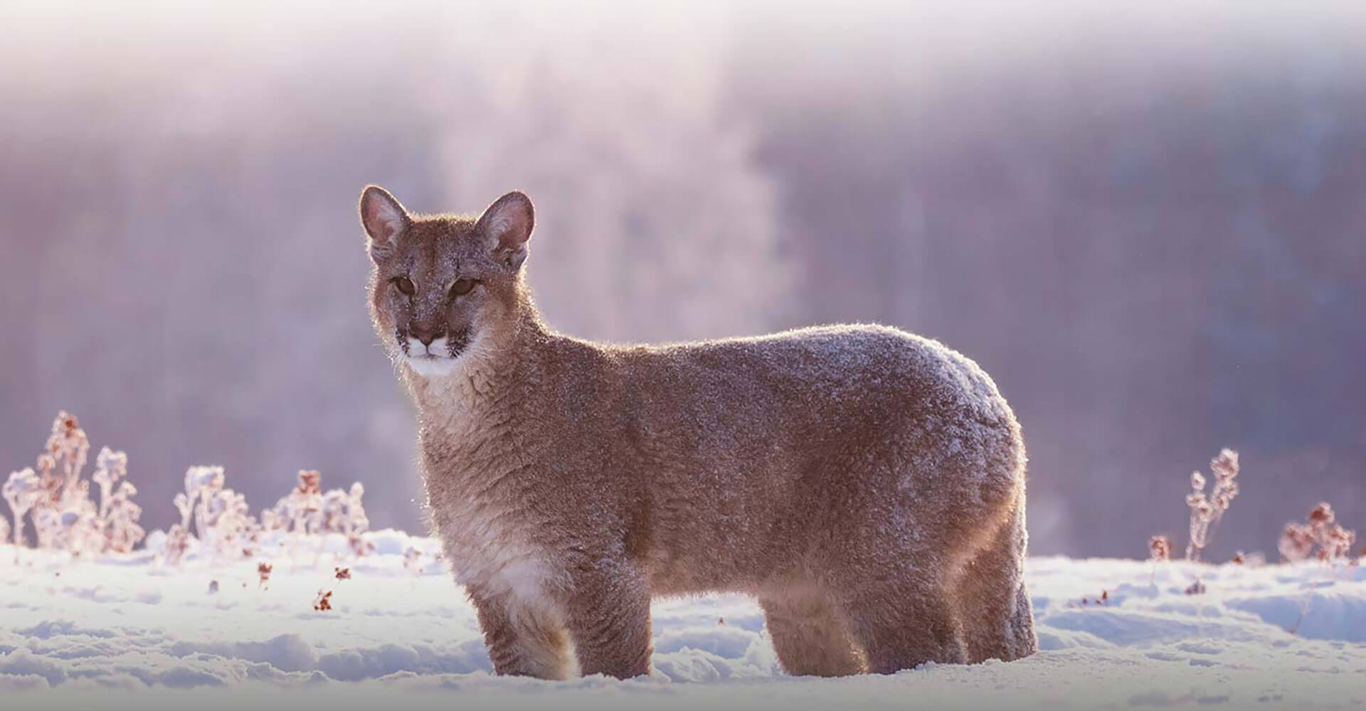 New Mexico Mountain Lion Hunting Private Ranch Hunts for Mountain Lion