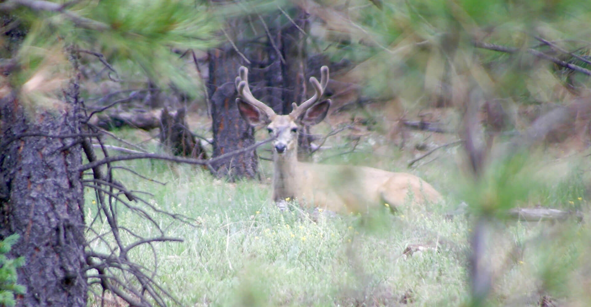 New Mexico Mule Deer Hunting Ranch